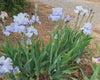 Iris Sky Blue Waters
