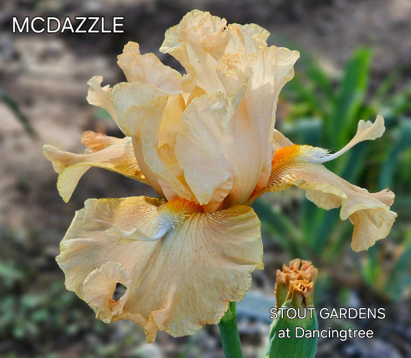 Iris Mcdazzle