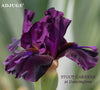 Iris Adjuge'