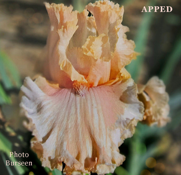 Tall bearded iris 'Apped' displayed close-up with pastel yellow and pink colored iris flower with ruffled petals.