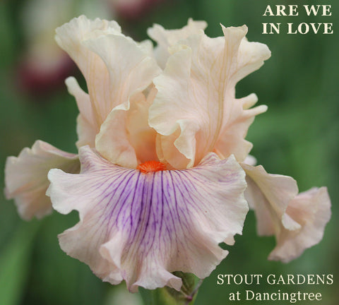 Iris Are We In Love