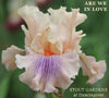 Iris Are We In Love