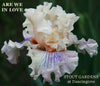 Iris Are We In Love