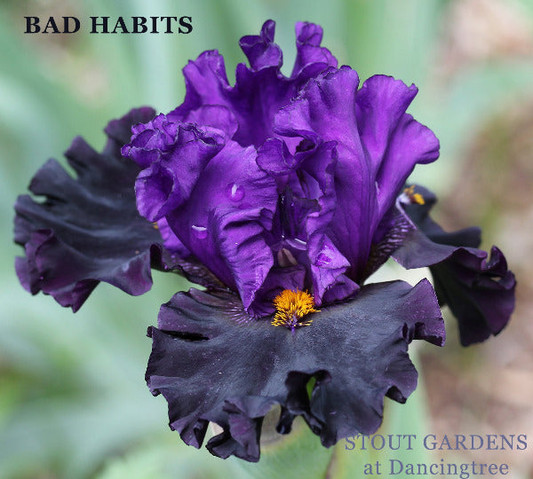 Tall bearded iris 'Bad Habits' showing deep purple and black flowers at Stout Gardens At Dancingtree. 