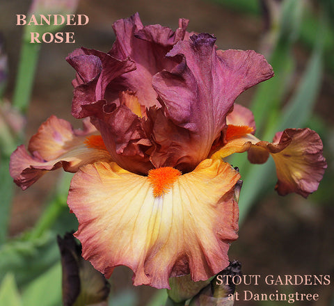 Iris Banded Rose