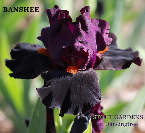 Iris Banshee