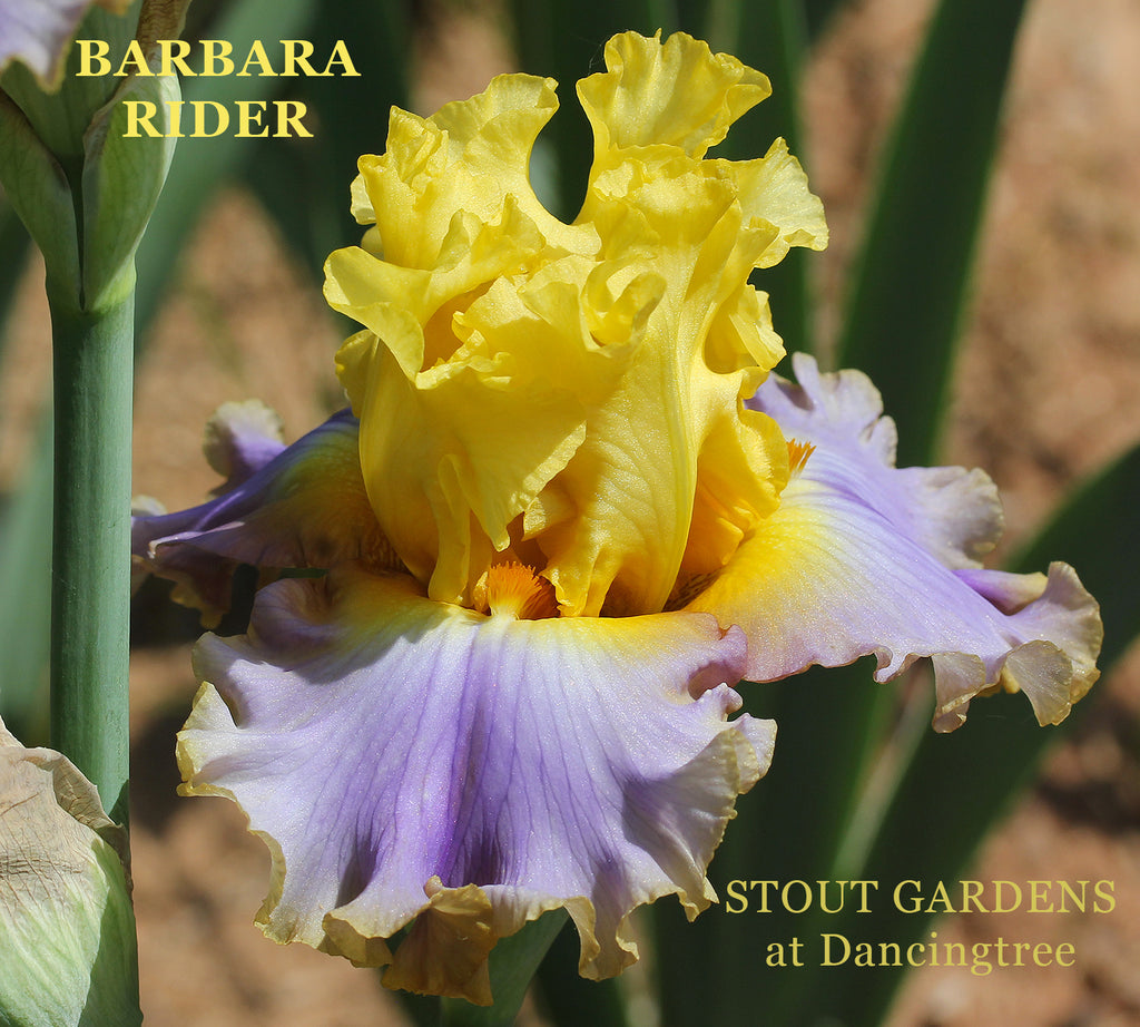 Iris Barbara Rider