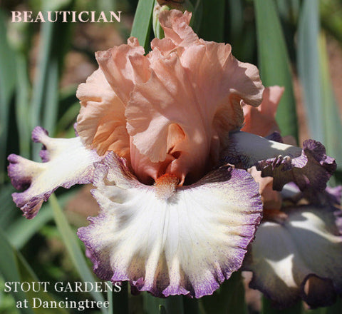 Iris Beautician