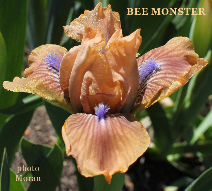 Iris Bee Monster