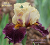 Light yellow and dark purple tall bearded iris flower 'Bee Boopin' and 'Stout Gardens at Dancingtree' branding.