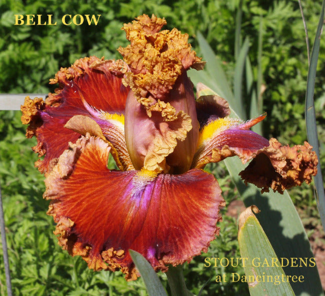 Iris Bell Cow
