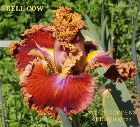 Iris Bell Cow