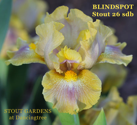 Iris Blindspot