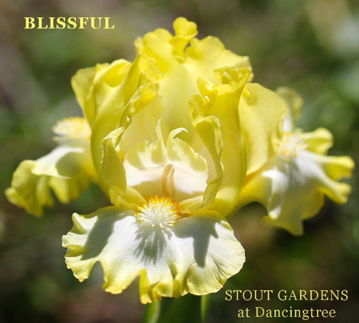 Iris Blissful