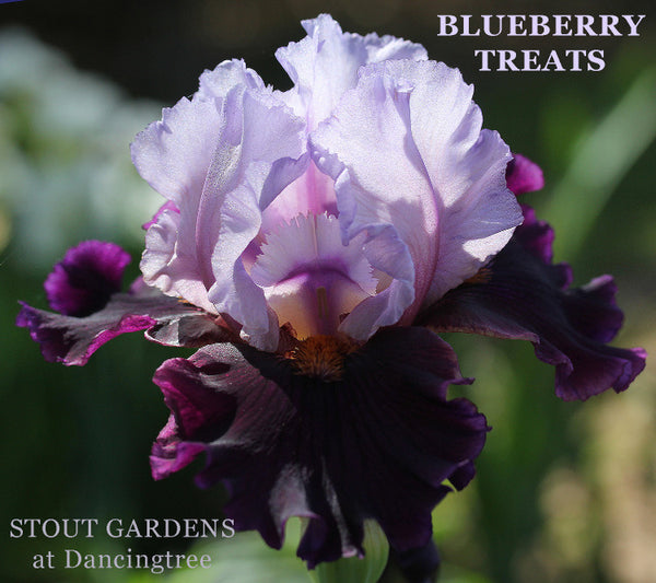 Iris Blueberry Treats