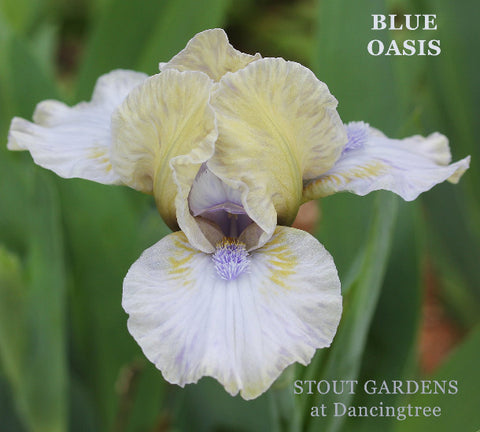 Iris Blue Oasis
