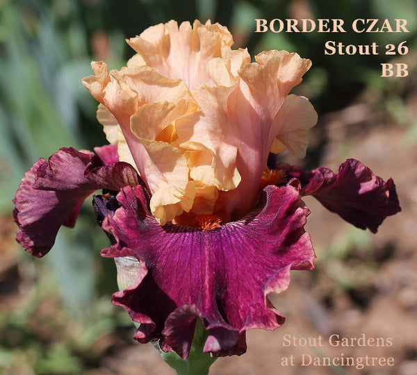 Iris Border Czar