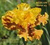 Iris Bedlam