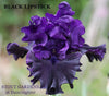 Dark purple tall bearded iris flower 'Black Lipstick' is shown at 'Stout Gardens at Dancingtree'.