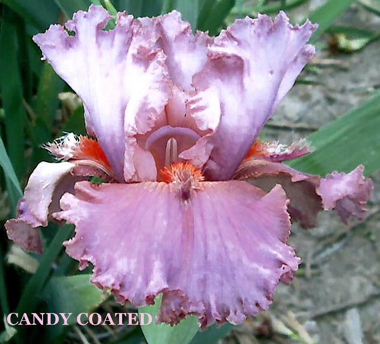 Iris Candy Coated