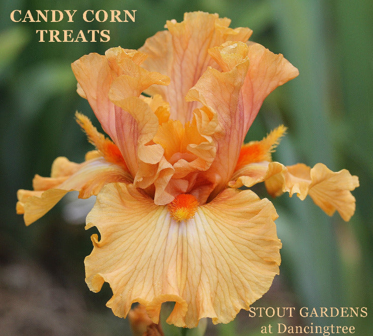 Iris Candy Corn Treats