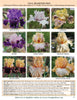Stout Gardens at Dancingtree catalog page of Tall Bearded Iris with various colors and names.