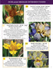 Catalog page featuring 2026 median bearded iris flowers with product descriptions and pricing.