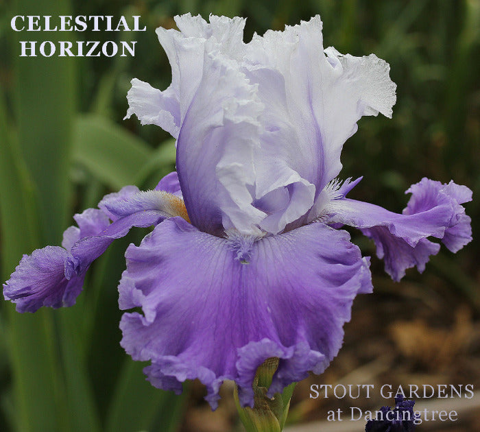 Iris Celestial Horizon