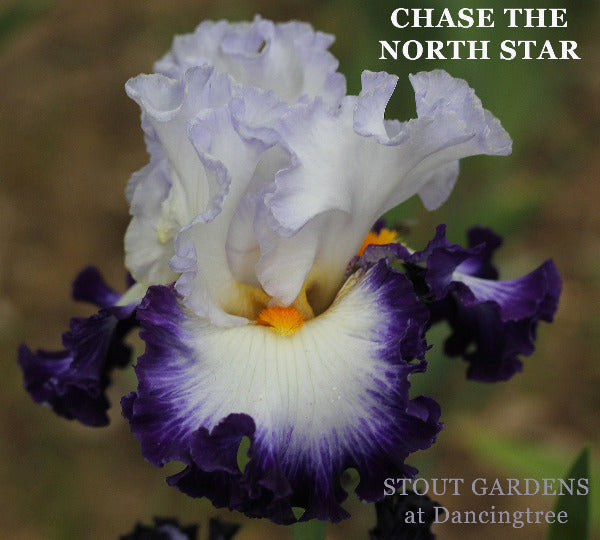 Iris Chase The North Star