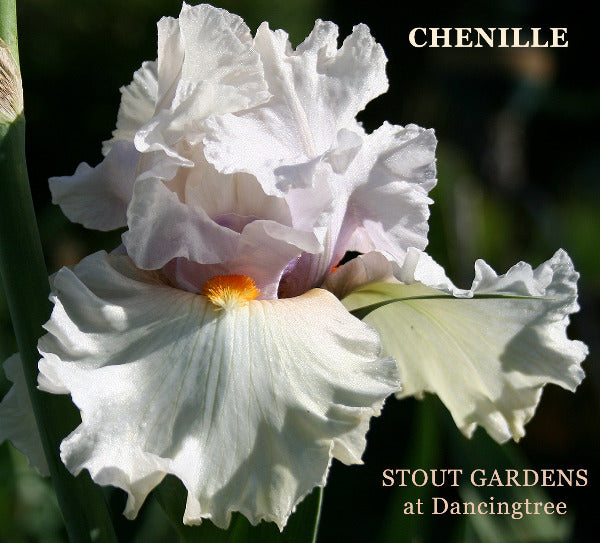Iris Chenille