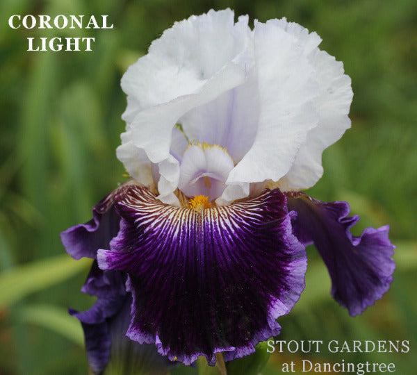 Iris Coronal Light