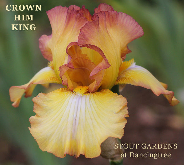 Iris Crown Him King