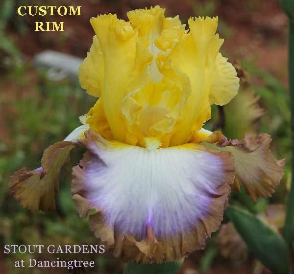 Iris Custom Rim