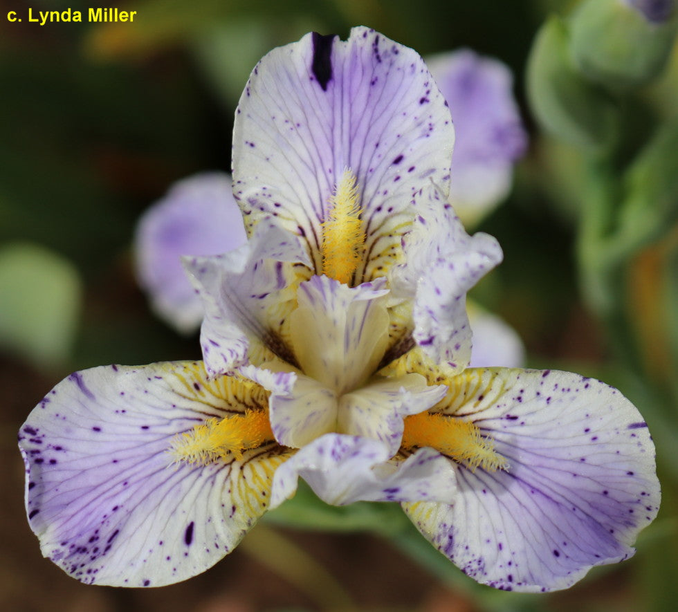 Iris Crazy Chaos