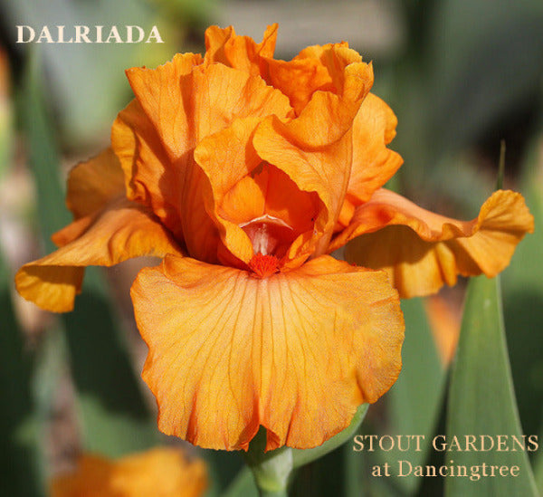 Iris Dalriada