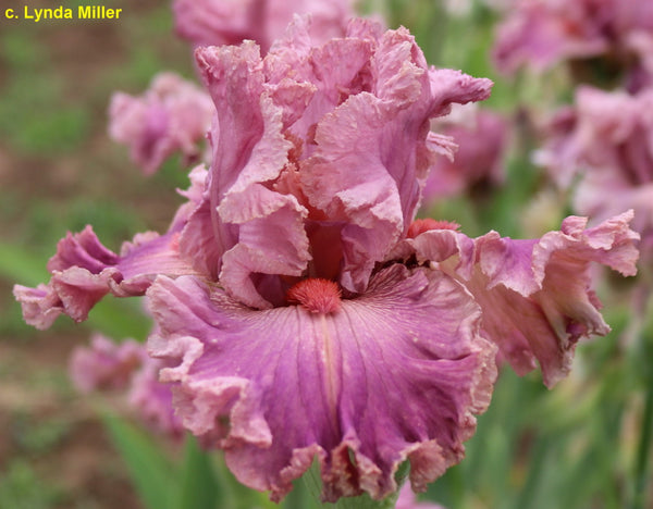 Iris Damsel In Lace