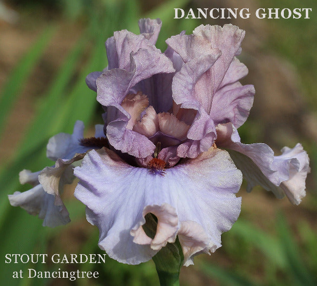 Iris Dancing Ghost
