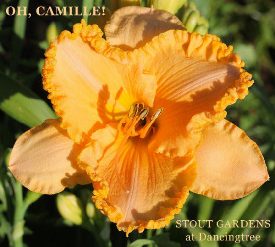 Daylily Oh, Camille!