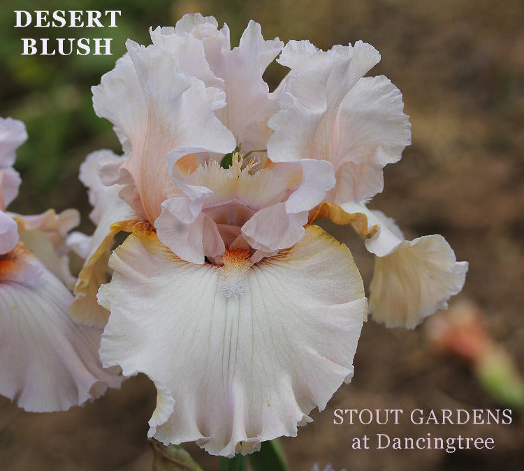 Iris Desert Blush