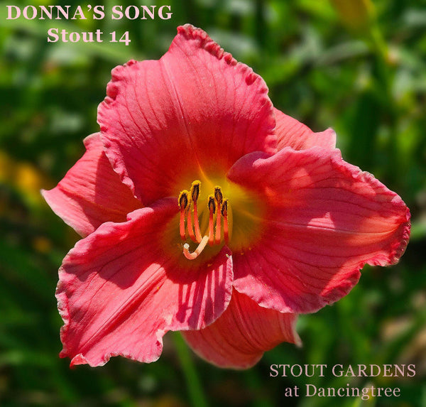 Daylily Donna's Song