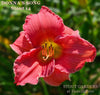 Daylily Donna's Song
