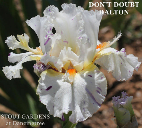 Iris Don't Doubt Dalton