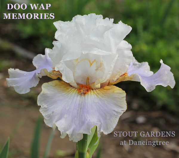 Iris Doo Wop Memories