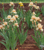 Iris Dorothy Devenport