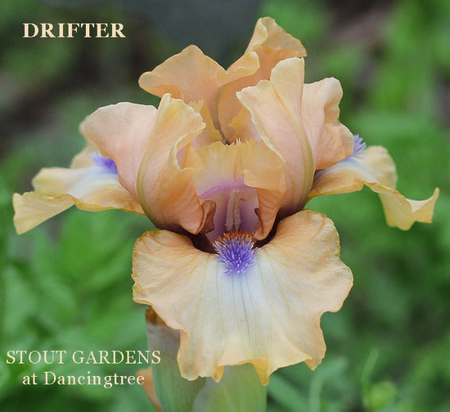 Iris Drifter