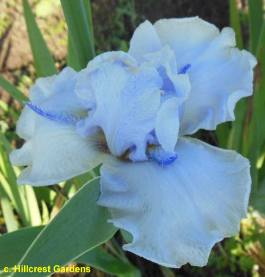 Iris Dancing Unicorn