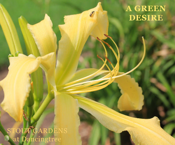 Close-up of a yellow lily flower with 'A Green Desire' and 'Stout Gardens at Dancingtree' text.