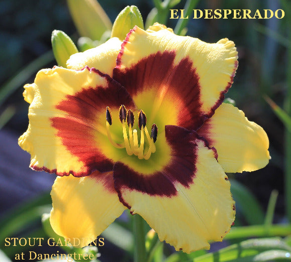 Yellow and red daylily with 'EL DESPERADO' text and 'Stout Gardens at Dancingtree' branding.