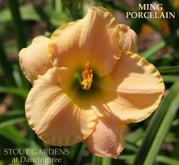 Yellow pink daylily flower with 'Ming Porcelain' name and 'Stout Gardens at Dancingtree' branding.