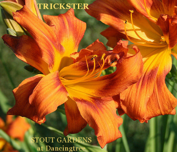 Orange and yellow daylily flowers named 'Trickster' in the garden at 'Stout Gardens at Dancingtree'.